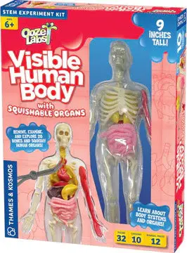 Ooze Labs Visible Human Body Anatomy Model 1